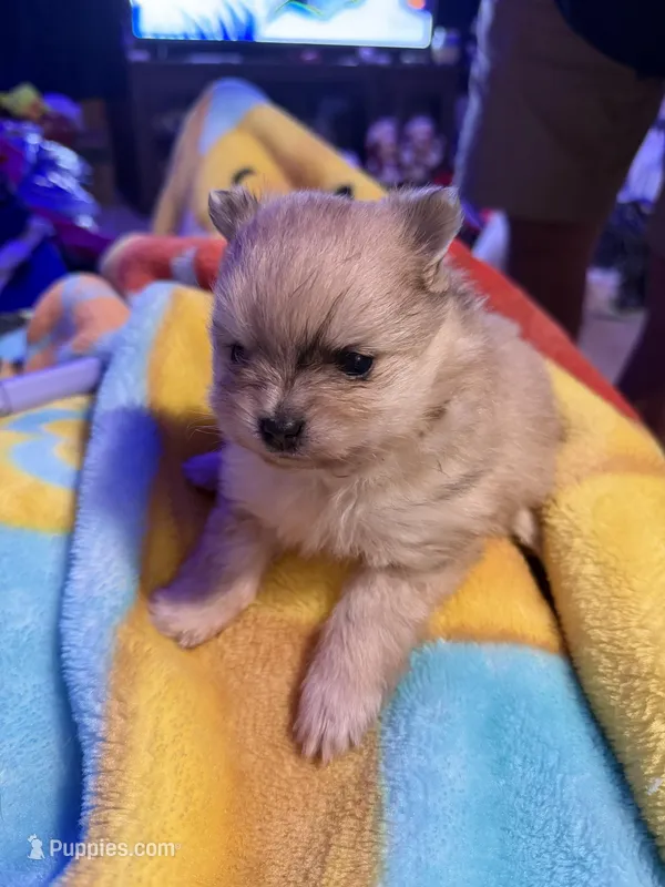 Freddie – Pomeranian puppy for sale in Bellingham, WA