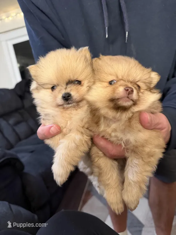 Freddie – Pomeranian puppy for sale in Bellingham, WA