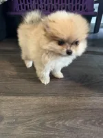 Max, a male Pomeranian for sale in Bellingham, WA – Photo 4 of 5