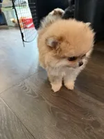 Max, a male Pomeranian for sale in Bellingham, WA – Photo 3 of 5