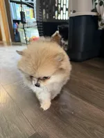 Max, a male Pomeranian for sale in Bellingham, WA – Photo 2 of 5