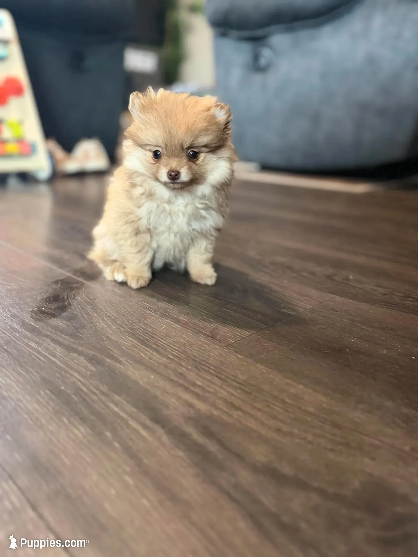 Cherry, a female Pomeranian for sale in Sequim, WA – Photo 2 of 9