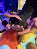 Cherry, a female Pomeranian for sale in Bellingham, WA – Photo 2 of 5