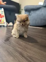 Cherry, a female Pomeranian for sale in Sequim, WA – Photo 3 of 9