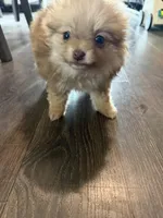 Cherry, a female Pomeranian for sale in Sequim, WA – Photo 9 of 9