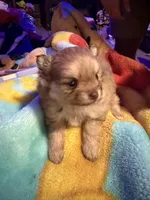 Cherry, a female Pomeranian for sale in Bellingham, WA – Photo 2 of 6