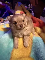 Cherry, a female Pomeranian for sale in Bellingham, WA – Photo 1 of 6
