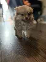 Cherry, a female Pomeranian for sale in Sequim, WA – Photo 1 of 9