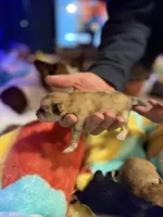 Cherry, a female Pomeranian for sale in Bellingham, WA – Photo 4 of 5