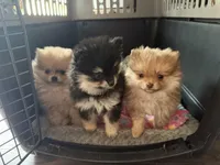 Cherry, a female Pomeranian for sale in Sequim, WA – Photo 5 of 9