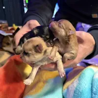 Cherry, a female Pomeranian for sale in Bellingham, WA – Photo 4 of 6