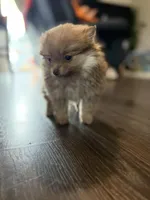 Cherry, a female Pomeranian for sale in Sequim, WA – Photo 6 of 9