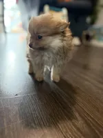 Cherry, a female Pomeranian for sale in Sequim, WA – Photo 4 of 9