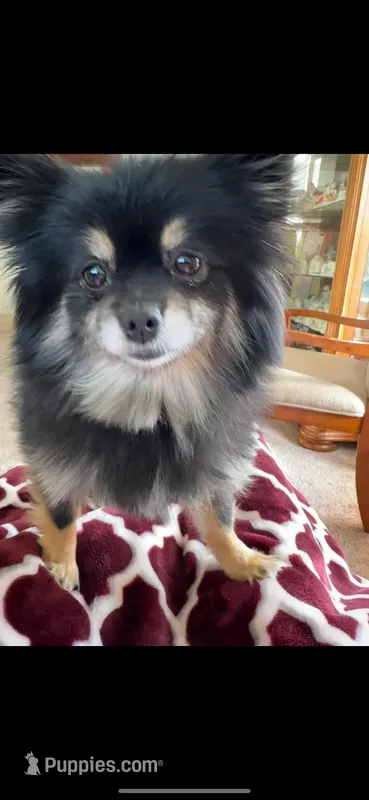 Cherry – Pomeranian puppy for sale in Bellingham, WA