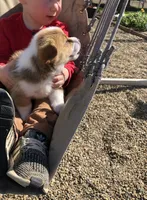 Jon, a male Pembroke Welsh Corgi for sale in Applecreek Village, OH – Photo 6 of 10