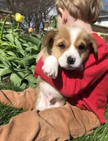 Jon, a male Pembroke Welsh Corgi for sale in Applecreek Village, OH – Photo 2 of 10