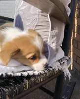 Jon, a male Pembroke Welsh Corgi for sale in Applecreek Village, OH – Photo 3 of 10
