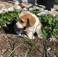 Jon, a male Pembroke Welsh Corgi for sale in Applecreek Village, OH – Photo 8 of 10