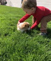 Jon, a male Pembroke Welsh Corgi for sale in Applecreek Village, OH – Photo 7 of 10