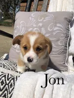 Jon, a male Pembroke Welsh Corgi for sale in Applecreek Village, OH – Photo 1 of 10