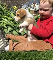 Jon, a male Pembroke Welsh Corgi for sale in Applecreek Village, OH – Photo 5 of 10