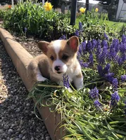 Jordan, a male Pembroke Welsh Corgi for sale in Applecreek Village, OH – Photo 5 of 9