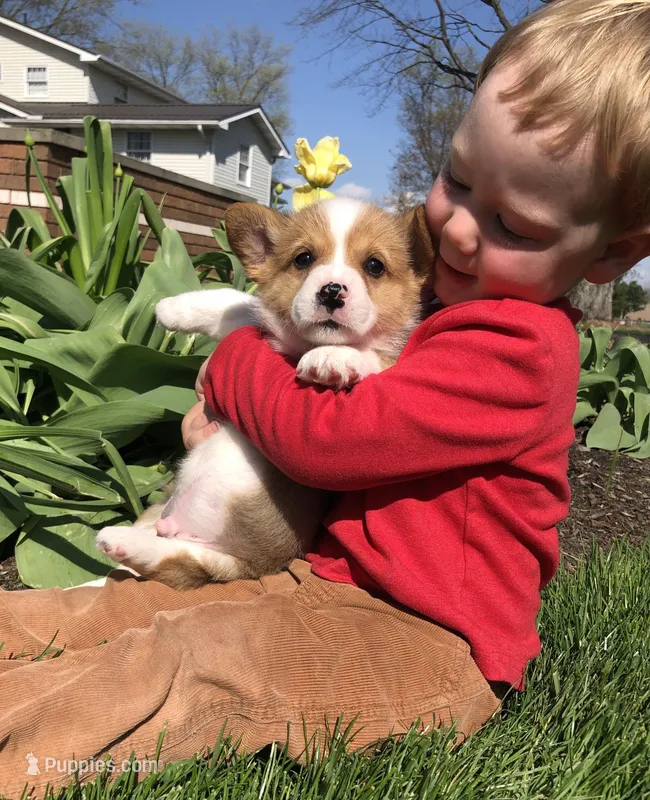 Jordan – Pembroke Welsh Corgi puppy for sale in Applecreek Village, OH
