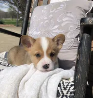 Jordan, a male Pembroke Welsh Corgi for sale in Applecreek Village, OH – Photo 3 of 9