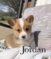 Jordan, a male Pembroke Welsh Corgi for sale in Applecreek Village, OH – Photo 1 of 9
