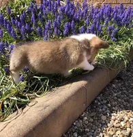 Jordan, a male Pembroke Welsh Corgi for sale in Applecreek Village, OH – Photo 6 of 9