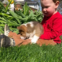 Jordan, a male Pembroke Welsh Corgi for sale in Applecreek Village, OH – Photo 2 of 9