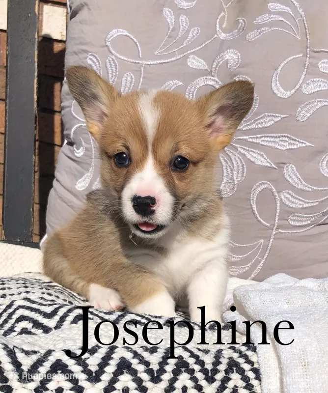 Josephine  – Pembroke Welsh Corgi puppy for sale in Applecreek Village, OH