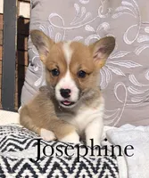 Josephine , a female Pembroke Welsh Corgi for sale in Applecreek Village, OH – Photo 1 of 10