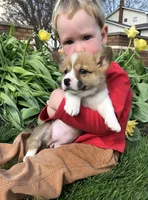 Josephine , a female Pembroke Welsh Corgi for sale in Applecreek Village, OH – Photo 2 of 10