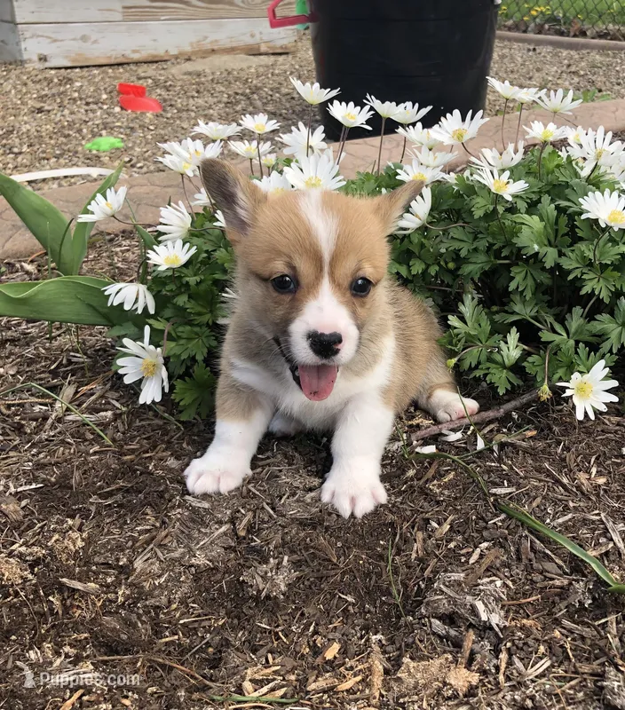 Josephine  – Pembroke Welsh Corgi puppy for sale in Applecreek Village, OH