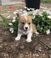 Josephine , a female Pembroke Welsh Corgi for sale in Applecreek Village, OH – Photo 3 of 10
