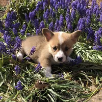 Josephine , a female Pembroke Welsh Corgi for sale in Applecreek Village, OH – Photo 5 of 10