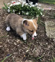 Josephine , a female Pembroke Welsh Corgi for sale in Applecreek Village, OH – Photo 6 of 10