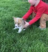 Josephine , a female Pembroke Welsh Corgi for sale in Applecreek Village, OH – Photo 4 of 10