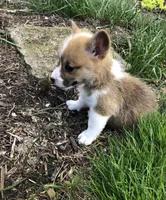 Josephine , a female Pembroke Welsh Corgi for sale in Applecreek Village, OH – Photo 7 of 10