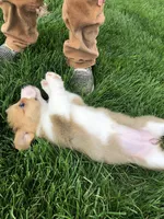 Molly, a female Pembroke Welsh Corgi for sale in Applecreek Village, OH – Photo 3 of 10