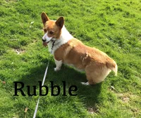 Molly, a female Pembroke Welsh Corgi for sale in Applecreek Village, OH – Photo 9 of 10