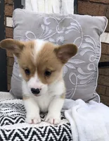Molly, a female Pembroke Welsh Corgi for sale in Applecreek Village, OH – Photo 5 of 10