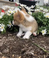 Molly, a female Pembroke Welsh Corgi for sale in Applecreek Village, OH – Photo 4 of 10