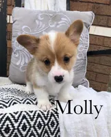 Molly, a female Pembroke Welsh Corgi for sale in Applecreek Village, OH – Photo 2 of 10