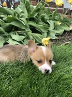Molly, a female Pembroke Welsh Corgi for sale in Applecreek Village, OH – Photo 6 of 10