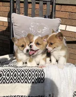Molly, a female Pembroke Welsh Corgi for sale in Applecreek Village, OH – Photo 8 of 10