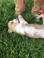 Molly, a female Pembroke Welsh Corgi for sale in Applecreek Village, OH – Photo 7 of 10