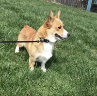Molly, a female Pembroke Welsh Corgi for sale in Applecreek Village, OH – Photo 10 of 10