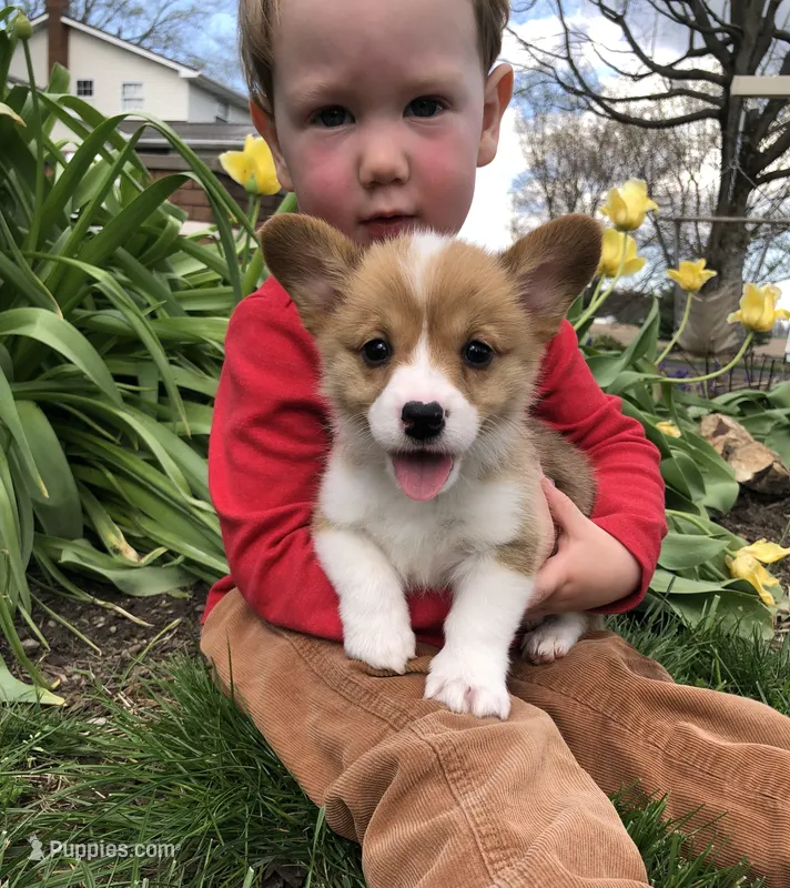Molly – Pembroke Welsh Corgi puppy for sale in Applecreek Village, OH